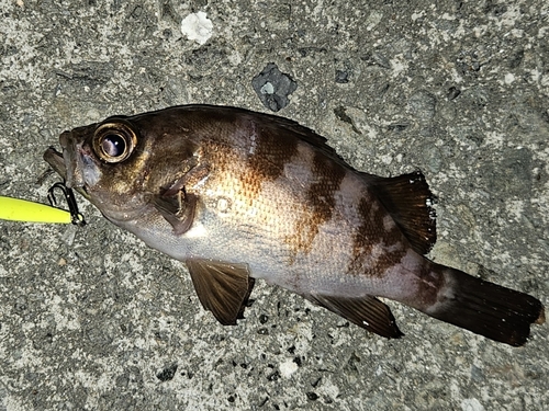 メバルの釣果