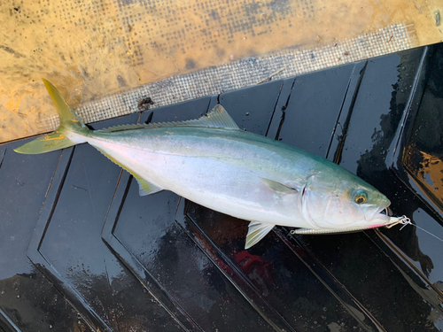 ハマチの釣果