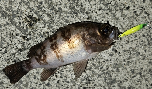 メバルの釣果