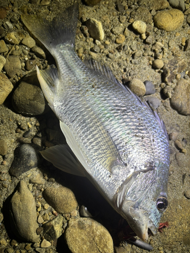 キビレの釣果