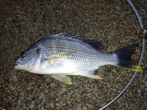 キビレの釣果