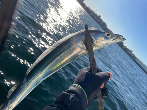 タチウオの釣果