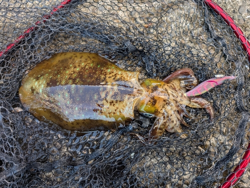 アオリイカの釣果