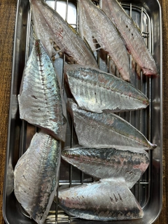 マアジの釣果