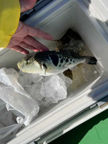 カワハギの釣果