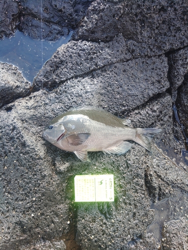 グレの釣果