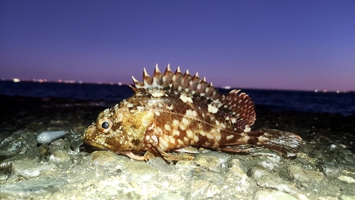 カサゴの釣果