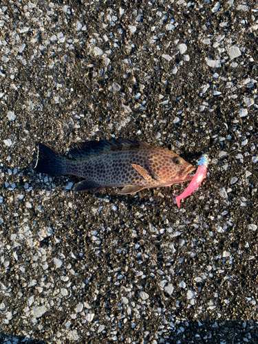 オオモンハタの釣果