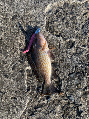 オオモンハタの釣果