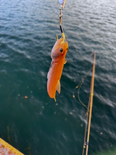 エソの釣果