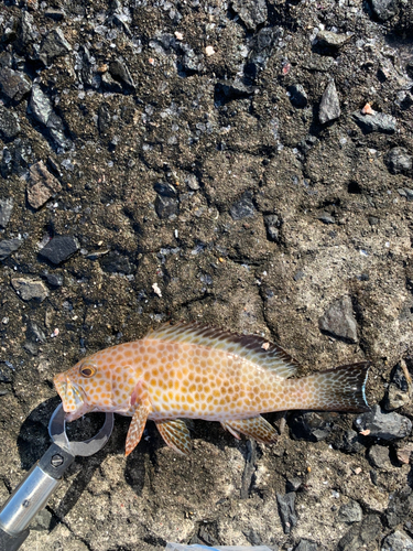 オオモンハタの釣果