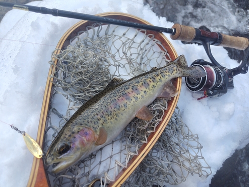 ニジマスの釣果