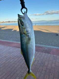 イナダの釣果