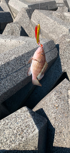 オオモンハタの釣果