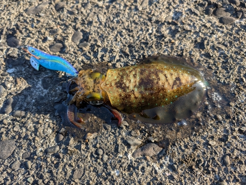 アオリイカの釣果