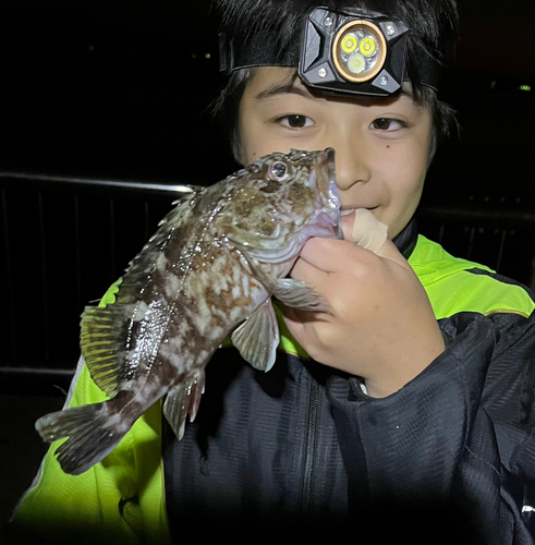 タケノコメバルの釣果