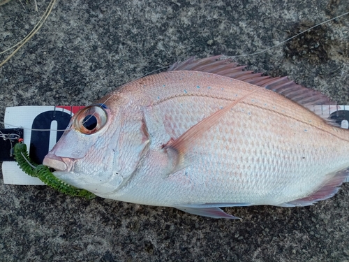 タイの釣果