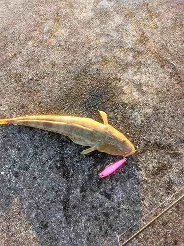 ミナミマゴチの釣果