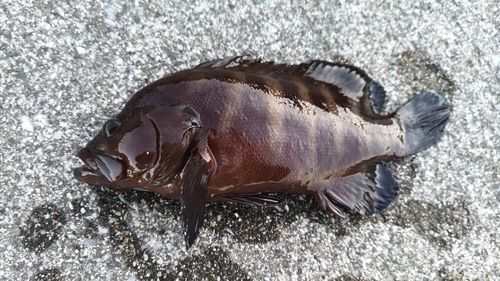 ヤミハタの釣果