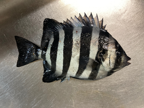 サンバソウの釣果