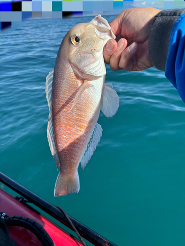 シロアマダイの釣果