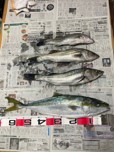 ワラサの釣果