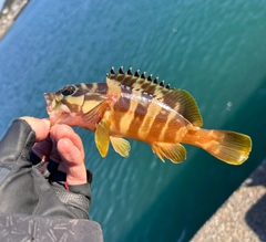 アカハタの釣果