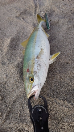 ワカシの釣果