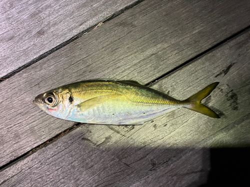 マアジの釣果