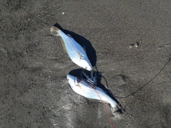 ニベの釣果