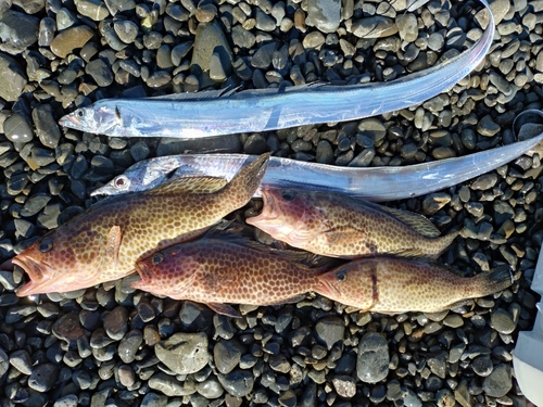 オオモンハタの釣果