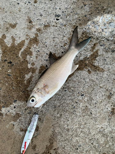 ツバメコノシロの釣果