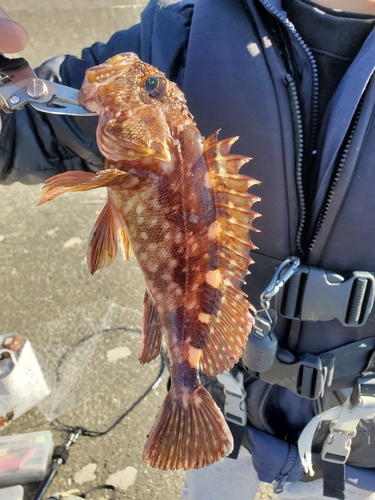 カサゴの釣果