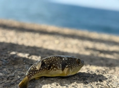 クサフグの釣果