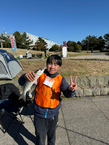 ボラの釣果