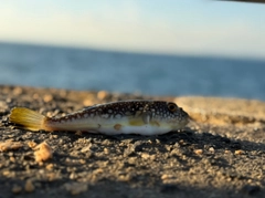 クサフグの釣果