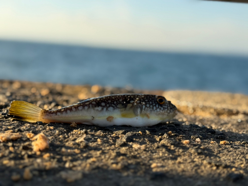 クサフグの釣果