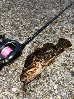 タケノコメバルの釣果