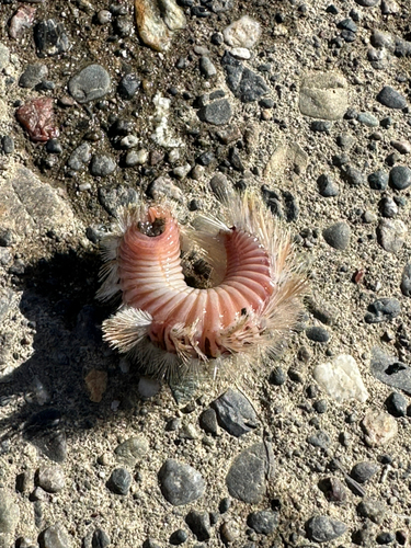 表浜名湖