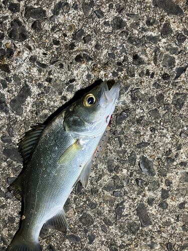 セイゴ（マルスズキ）の釣果