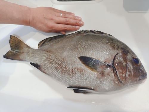 コショウダイの釣果