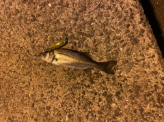 セイゴ(マルスズキ)の釣果