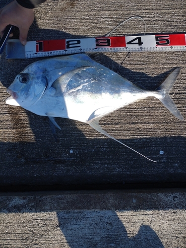 イトヒキアジの釣果