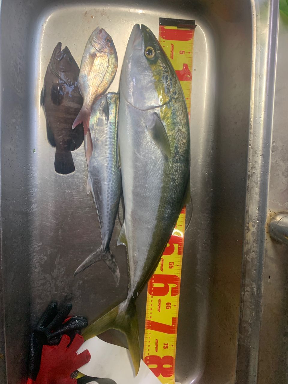 ブリ
