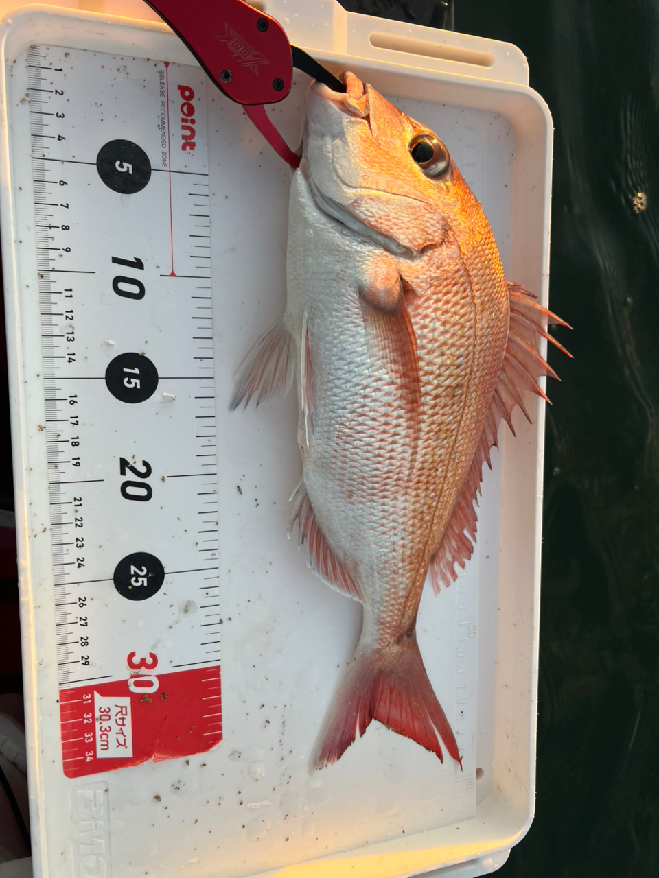 DAIWA 23ファントム リベラリスト 703MH+RSBの最安値・インプレ