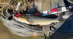 ニゴイの釣果