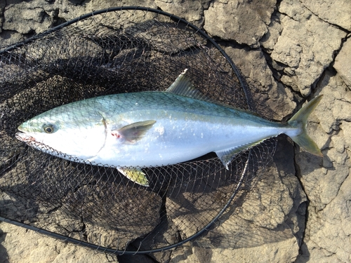 ブリの釣果