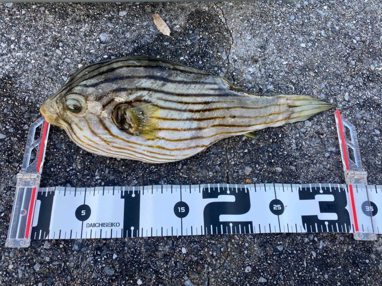 スジモヨウフグ