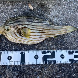 スジモヨウフグ