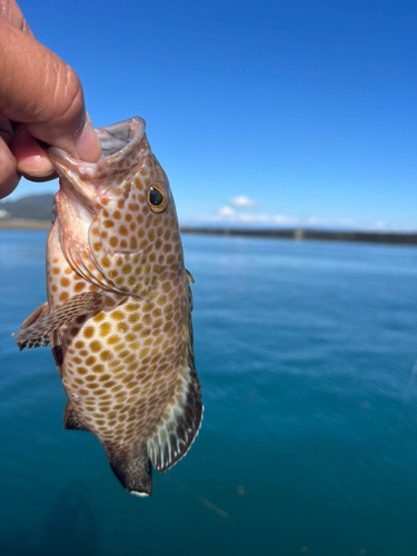 オオモンハタの釣果